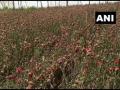 Haryana's flower famers demand relief package for losses incurred amid lockdown - Hindi News | Haryana's flower famers demand relief package for losses incurred amid lockdown | Latest national News at Lokmattimes.com