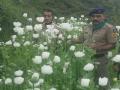 Himachal police destroy illegal poppy plantation in Kullu - Hindi News | Himachal police destroy illegal poppy plantation in Kullu | Latest national News at Lokmattimes.com