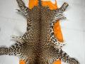 Pune Customs department seizes leopard skin, 1 held - Hindi News | Pune Customs department seizes leopard skin, 1 held | Latest national News at Lokmattimes.com