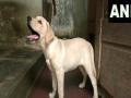 Mangaluru Police names three-month-old Labrador Retriever 'Charlie' inspired by movie 'Charlie 777' - Hindi News | Mangaluru Police names three-month-old Labrador Retriever 'Charlie' inspired by movie 'Charlie 777' | Latest national News at Lokmattimes.com