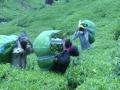 Himachal tea growers suffer losses due to lockdown - Hindi News | Himachal tea growers suffer losses due to lockdown | Latest national News at Lokmattimes.com