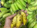 Elaichi banana price surges in B'luru, middle class affected - Hindi News | Elaichi banana price surges in B'luru, middle class affected | Latest national News at Lokmattimes.com