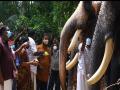 Kerala: COVID-19 dampens 'Karkidakam' spirit, elephant owners, mahouts struggle to make ends meet - Hindi News | Kerala: COVID-19 dampens 'Karkidakam' spirit, elephant owners, mahouts struggle to make ends meet | Latest national News at Lokmattimes.com