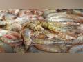 Kings Infra creates a world record by harvesting 80 gm L Vannamei Shrimps - Hindi News | Kings Infra creates a world record by harvesting 80 gm L Vannamei Shrimps | Latest business News at Lokmattimes.com