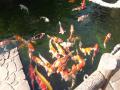 Japan's Koi fish gaining popularity around world - Hindi News | Japan's Koi fish gaining popularity around world | Latest international News at Lokmattimes.com