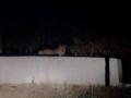 Leopard spotted in Tirupati - Hindi News | Leopard spotted in Tirupati | Latest national News at Lokmattimes.com