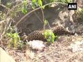 Forest department officials rescue injured leopard in J-K's Udhampur - Hindi News | Forest department officials rescue injured leopard in J-K's Udhampur | Latest national News at Lokmattimes.com