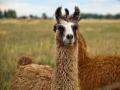 4-year-old Belgian llama could be the key in fighting COVID-19, says study - Hindi News | 4-year-old Belgian llama could be the key in fighting COVID-19, says study | Latest international News at Lokmattimes.com