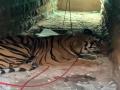 Nepal man eater tiger moved into Zoo from National Park after 2 killed in attacks - Hindi News | Nepal man eater tiger moved into Zoo from National Park after 2 killed in attacks | Latest international News at Lokmattimes.com