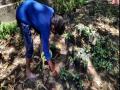 Mango farmers suffer huge loss due to lockdown in Moradabad - Hindi News | Mango farmers suffer huge loss due to lockdown in Moradabad | Latest national News at Lokmattimes.com