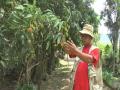 Manipur farmer takes up horticulture to boost eco-tourism - Hindi News | Manipur farmer takes up horticulture to boost eco-tourism | Latest lifestyle News at Lokmattimes.com