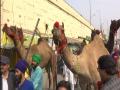 Nihang Sikhs arrive on camels at Delhi's Ghazipur border to celebrate Centre's decision to repeal three farm laws - Hindi News | Nihang Sikhs arrive on camels at Delhi's Ghazipur border to celebrate Centre's decision to repeal three farm laws | Latest national News at Lokmattimes.com