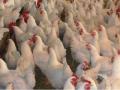 COVID-19 jolts poultry industry in Q4 FY20, de-growth of 4 to 5 pc projected - Hindi News | COVID-19 jolts poultry industry in Q4 FY20, de-growth of 4 to 5 pc projected | Latest business News at Lokmattimes.com
