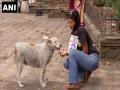 NGO feeds stray animals in Pune amid COVID-19 lockdown - Hindi News | NGO feeds stray animals in Pune amid COVID-19 lockdown | Latest maharashtra News at Lokmattimes.com