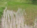 Japan preserves its legacy of traditional rice farming for last 2000 years - Hindi News | Japan preserves its legacy of traditional rice farming for last 2000 years | Latest international News at Lokmattimes.com