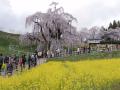 Japan's 1000-year-old waterfall cherry tree attracts nature lovers - Hindi News | Japan's 1000-year-old waterfall cherry tree attracts nature lovers | Latest international News at Lokmattimes.com