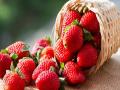 Hepatitis A outbreak in US, Canada sparked by contaminated organic strawberries: FDA - Hindi News | Hepatitis A outbreak in US, Canada sparked by contaminated organic strawberries: FDA | Latest international News at Lokmattimes.com