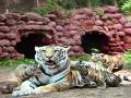 Tiger cub named after soldier who died in Galwan Valley - Hindi News | Tiger cub named after soldier who died in Galwan Valley | Latest national News at Lokmattimes.com