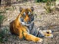 Climate change hampering tiger conservation efforts: Nepal PM - Hindi News | Climate change hampering tiger conservation efforts: Nepal PM | Latest international News at Lokmattimes.com
