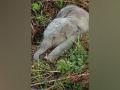 Elephant calf dies after being hit by train in Assam - Hindi News | Elephant calf dies after being hit by train in Assam | Latest national News at Lokmattimes.com