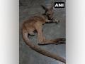Third Kangaroo rescued from West Bengal's Jalpaiguri in a day, team formed to investigate - Hindi News | Third Kangaroo rescued from West Bengal's Jalpaiguri in a day, team formed to investigate | Latest national News at Lokmattimes.com