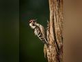 Do you know woodpeckers' heads act more like stiff hammers than safety helmets? Study reveals - Hindi News | Do you know woodpeckers' heads act more like stiff hammers than safety helmets? Study reveals | Latest technology News at Lokmattimes.com