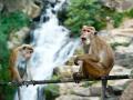Study reveals female monkeys live longer with female companions - Hindi News | Study reveals female monkeys live longer with female companions | Latest technology News at Lokmattimes.com