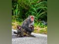 Rhesus monkeys are able to perceive their own heartbeats: Study - Hindi News | Rhesus monkeys are able to perceive their own heartbeats: Study | Latest technology News at Lokmattimes.com