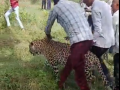 People seen with sick leopard in MP, video goes viral - Hindi News | People seen with sick leopard in MP, video goes viral | Latest national News at Lokmattimes.com