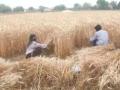 Harvesting of wheat, delayed by lockdown, begins in Varanasi - Hindi News | Harvesting of wheat, delayed by lockdown, begins in Varanasi | Latest national News at Lokmattimes.com