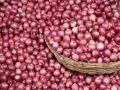Govt bans export of onions with immediate effect - Hindi News | Govt bans export of onions with immediate effect | Latest national News at Lokmattimes.com