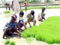 Andhra Pradesh: Tirupati (Urban) SP takes part in agricultural work with farmers while out on patrol - Hindi News | Andhra Pradesh: Tirupati (Urban) SP takes part in agricultural work with farmers while out on patrol | Latest national News at Lokmattimes.com