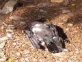 Amid bird flu scare, 11 crows found dead in Mumbai - Hindi News | Amid bird flu scare, 11 crows found dead in Mumbai | Latest maharashtra News at Lokmattimes.com