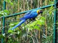 Man adopts Macaw at Hyderabad's Nehru Zoological Park - Hindi News | Man adopts Macaw at Hyderabad's Nehru Zoological Park | Latest national News at Lokmattimes.com