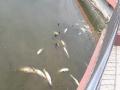 Dip in oxygen level, high organic load reason behind dead floating fishes in Guwahati pond: Officials - Hindi News | Dip in oxygen level, high organic load reason behind dead floating fishes in Guwahati pond: Officials | Latest national News at Lokmattimes.com