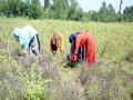 Aromatic plant cultivation offers employment opportunities for youth of J-K - Hindi News | Aromatic plant cultivation offers employment opportunities for youth of J-K | Latest national News at Lokmattimes.com