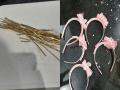 Mangalore: One arrested for smuggling gold concealed in hairbands from Dubai - Hindi News | Mangalore: One arrested for smuggling gold concealed in hairbands from Dubai | Latest national News at Lokmattimes.com