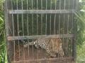 Another leopard trapped on trekking route to Tirumala temple - Hindi News | Another leopard trapped on trekking route to Tirumala temple | Latest national News at Lokmattimes.com