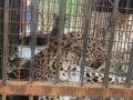 Another leopard caught by forest officials in UP's Bijnor - Hindi News | Another leopard caught by forest officials in UP's Bijnor | Latest national News at Lokmattimes.com