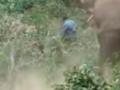 Injured elephant attacks forest crew trying to administer treatment, one killed - Hindi News | Injured elephant attacks forest crew trying to administer treatment, one killed | Latest national News at Lokmattimes.com
