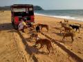 Goa's Drishti Marine lifeguards step in to feed stray animals amid lockdown - Hindi News | Goa's Drishti Marine lifeguards step in to feed stray animals amid lockdown | Latest national News at Lokmattimes.com