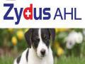 Zydus Cadila to sell one animal health business for Rs 2,921 crore - Hindi News | Zydus Cadila to sell one animal health business for Rs 2,921 crore | Latest business News at Lokmattimes.com