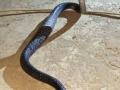 UP man chops and eats snake that bit him - Hindi News | UP man chops and eats snake that bit him | Latest national News at Lokmattimes.com
