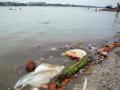 NGT seeks action against industries polluting Ganga in UP - Hindi News | NGT seeks action against industries polluting Ganga in UP | Latest national News at Lokmattimes.com