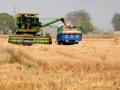 Punjab procures 93 lakh tons wheat, 25% decline against 2021 - Hindi News | Punjab procures 93 lakh tons wheat, 25% decline against 2021 | Latest politics News at Lokmattimes.com