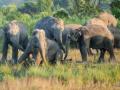 Assam: Conflicts claim lives of 80 elephants, 70 humans every year - Hindi News | Assam: Conflicts claim lives of 80 elephants, 70 humans every year | Latest national News at Lokmattimes.com