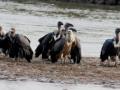 'Tagged' vultures in Rajasthan leave people puzzled - Hindi News | 'Tagged' vultures in Rajasthan leave people puzzled | Latest national News at Lokmattimes.com