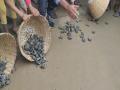 1000 Olive Ridley hatchlings released into sea in Visakhapatnam - Hindi News | 1000 Olive Ridley hatchlings released into sea in Visakhapatnam | Latest national News at Lokmattimes.com