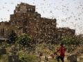 Ethiopia, Somalia warned against renewed locust infestation - Hindi News | Ethiopia, Somalia warned against renewed locust infestation | Latest international News at Lokmattimes.com