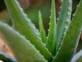 Neem & Aloe Vera should be on your list - Hindi News | Neem & Aloe Vera should be on your list | Latest lifestyle News at Lokmattimes.com